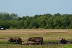 piotr-nogal-copyright-085