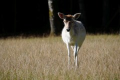 piotr-nogal-copyright-468 piotr-nogal-copyright-468