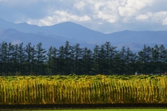136 hokkaido copyright piotr nogal