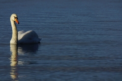 169 hokkaido copyright piotr nogal