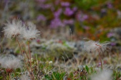 island-noxot-copyright-piotr-nogal_20190726_103458_DSC00910.JPG