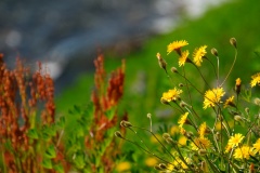 island-noxot-copyright-piotr-nogal_20190731_144033_DSC03587.JPG