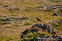 island-noxot-copyright-piotr-nogal_20190801_083247_DSC04116.JPG