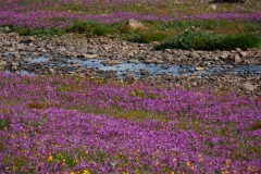 island-noxot-copyright-piotr-nogal_20190803_111346_DSC05275.JPG