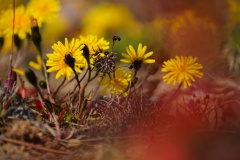 island-noxot-copyright-piotr-nogal_20190803_121021_DSC05346.JPG