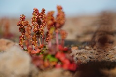 island-noxot-copyright-piotr-nogal_20190803_121048_DSC05348.JPG