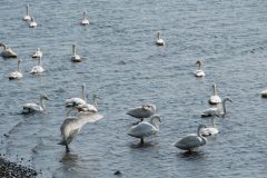 island-noxot-copyright-piotr-nogal_20190819_141629_DSC01206.JPG_Piotr-Nogal