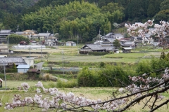 japan copyright piotr nogal 010