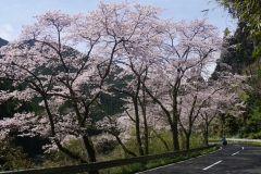 japan copyright piotr nogal 047