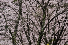 japan copyright piotr nogal 051