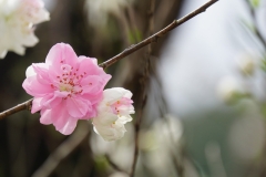japan copyright piotr nogal 052
