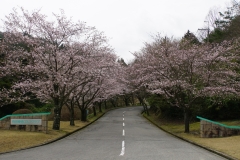 japan copyright piotr nogal 056