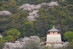 japan copyright piotr nogal 058