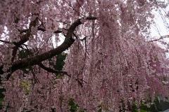 japan copyright piotr nogal 063