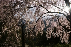 japan copyright piotr nogal 072