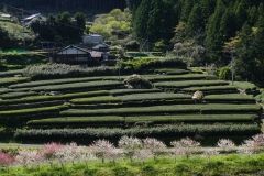 japan copyright piotr nogal 100