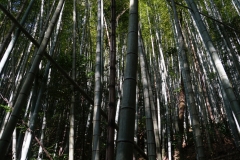 japan copyright piotr nogal 106