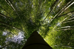 japan copyright piotr nogal 107