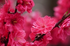 japan copyright piotr nogal 164