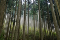 japan copyright piotr nogal 255
