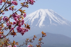 japan copyright piotr nogal 326