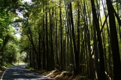 japan copyright piotr nogal 358