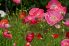 japan copyright piotr nogal 369