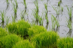 japan copyright piotr nogal 382