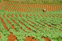 075-Cuba-copyright-piotr-nogal