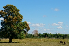 208-Cuba-copyright-piotr-nogal 208-Cuba-copyright-piotr-nogal