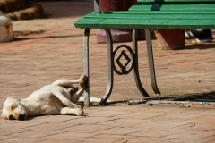 226-Cuba-copyright-piotr-nogal 226-Cuba-copyright-piotr-nogal