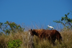 246-Cuba-copyright-piotr-nogal 246-Cuba-copyright-piotr-nogal