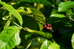 248-Cuba-copyright-piotr-nogal 248-Cuba-copyright-piotr-nogal