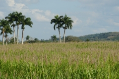 264-Cuba-copyright-piotr-nogal