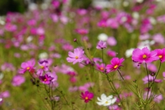 011 honshu und kyushu copyright piotr nogal