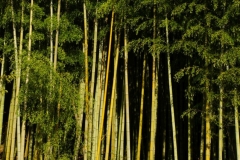 054 honshu und kyushu copyright piotr nogal