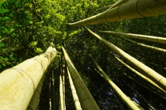 056 honshu und kyushu copyright piotr nogal