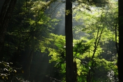 079 honshu und kyushu copyright piotr nogal