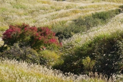 096 honshu und kyushu copyright piotr nogal