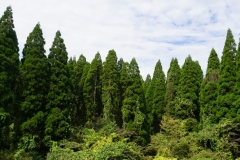 117 honshu und kyushu copyright piotr nogal