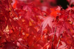 125 honshu und kyushu copyright piotr nogal