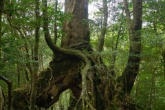 179 honshu und kyushu copyright piotr nogal