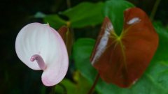 La Reunion copyright piotr nogal 20191204_160332