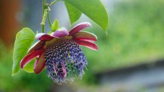 La Reunion copyright piotr nogal 20191204_160525