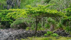 La Reunion copyright piotr nogal 20191206_122600
