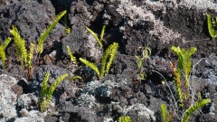 La Reunion copyright piotr nogal 20191207_073049