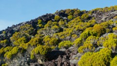 La Reunion copyright piotr nogal 20191215_062941