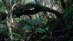 La Reunion copyright piotr nogal 20191215_074257 La Reunion copyright piotr nogal 20191215_074257