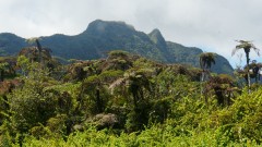La Reunion copyright piotr nogal 20191217_095011 La Reunion copyright piotr nogal 20191217_095011