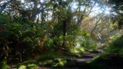 La Reunion copyright piotr nogal 20191218_072330 La Reunion copyright piotr nogal 20191218_072330